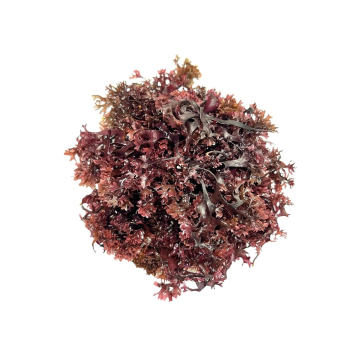 Connemara, BIO Sun Dried Purple Irish Seamoss/ Βιολογικό Αποξηραμένο στον Ήλιο Μοβ Ιρλανδικό Βρύο, 250γρ